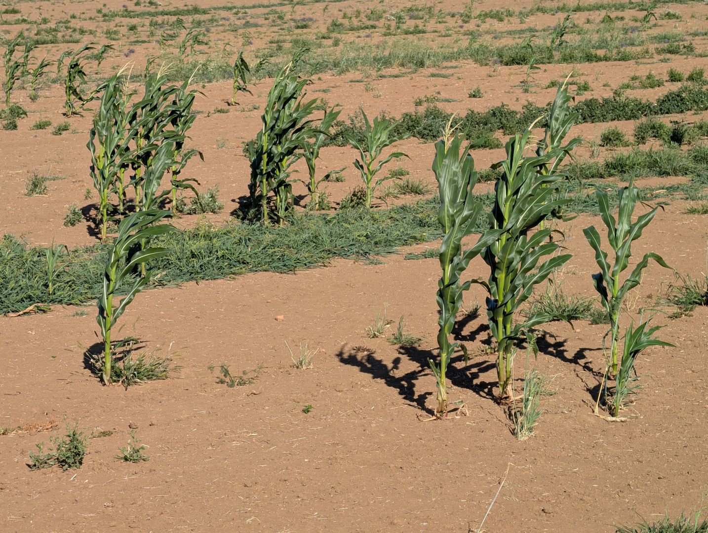 A field with just a few corn plants, the rest is dry soil.